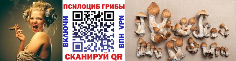 цена   Судак  Галлюциногенные грибы GOLDEN TEACHER 